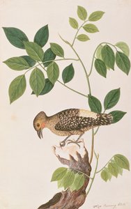 Buffrumped hackspett, från Drawings of Birds from Malacca, c.1805-18 (wc på papper)